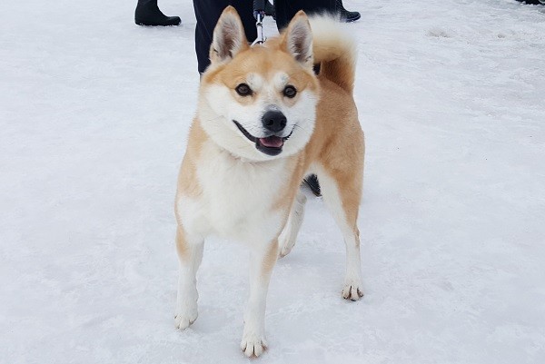 秋田犬。（示意圖／ETTODAY資料照）