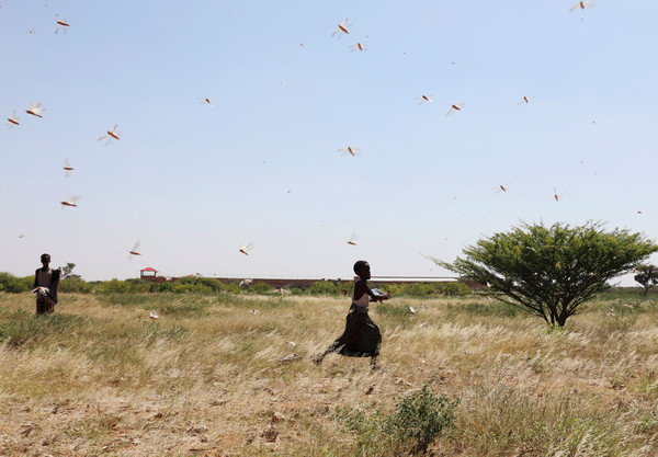 ▲▼索馬利亞的農地被大量蝗蟲入侵。（圖／路透）