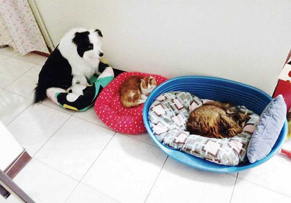憨厚的Summer，每回大床被兩個貓姊姊搶走時，只好擠在小小的床墊上。
