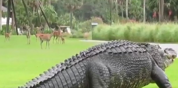 ▲▼巨大肥鱷魚走在高爾夫球場上。（圖／翻攝自reddit）