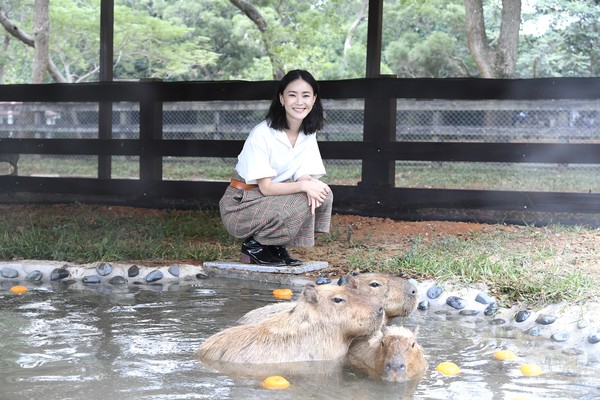 ▲▼埔心牧場「水豚君」入村記者會 鍾瑶現身擔任活動大使             。（圖／三立提供）