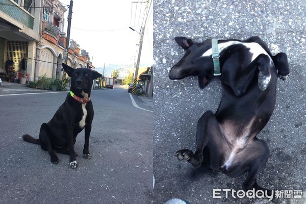 ▲鸚鵡偷跑出去玩...浪犬見狀吠叫提醒！　媽笑：救鳥英雄。（圖／飼主張小姐提供）