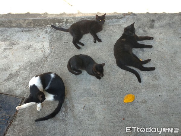 ▲小巷內的貓咪多半是黑貓。