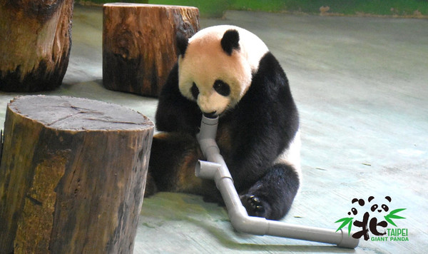 ▲▼動物園歡慶聖誕節！　圓仔拿到新玩具「興奮舉高高」狂啃。（圖／台北市立動物園提供）