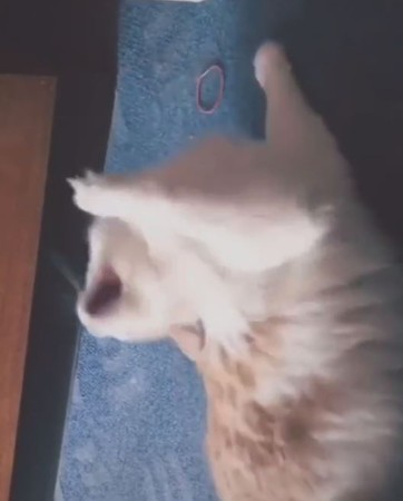奶茶貓玩髮圈下秒「臉被打歪」。（圖／翻攝自抖音APP用戶「溫伯」）