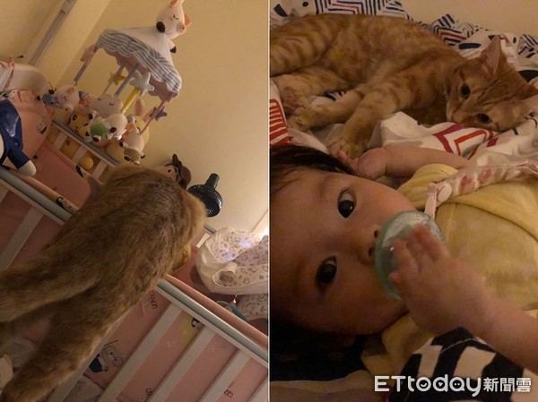 ▲▼妹控貓一小時看一次寶寶。（圖／網友Donna Lee授權提供）