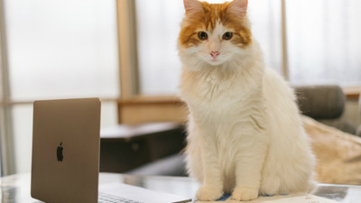 貓咪最愛擋螢幕！　讓人發火「攔路喵行為」其實是確認...你還活著嗎？