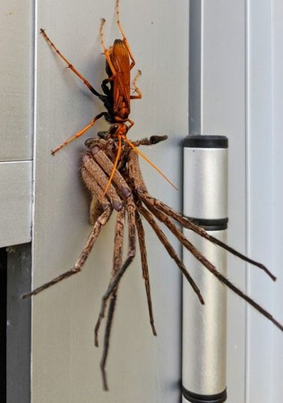▲▼澳洲網友發現巨大橘色蛛蜂。（圖／Reddit）