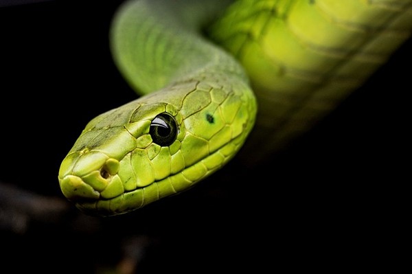 ▲蛇。（圖／免費圖庫Pixabay）