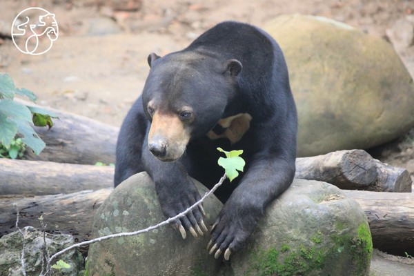 ▲新竹市立動物園。（圖／翻攝自新竹市立動物園 Hsinchu Zoo粉專）