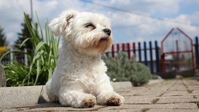 狗狗坐推車狂吠？　狗俯視就覺得自己是王　訓犬師：放回地面就沒事