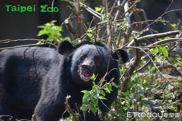 ▲亞洲黑熊「黑糖」11歲！動物園舉辦生日趴...抖出小熊所有秘密。（圖／臺北動物園提供）
