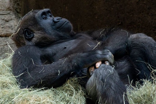 （圖／翻攝自Facebook／Zoo Atlanta）