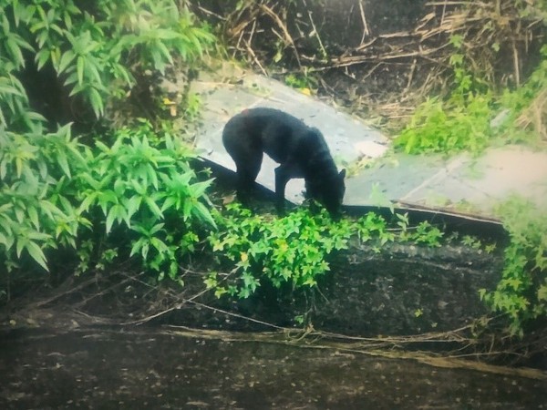 黑犬受困深大排，動物之家神救援。（圖／新北市動保處提供）