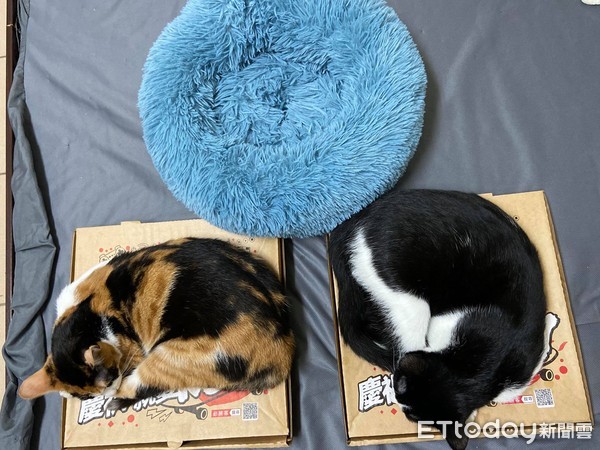 ▲就愛這味道！2貓超愛「披薩盒」　爭奪「寶位」網笑翻。（圖／飼主鳥吉提供）