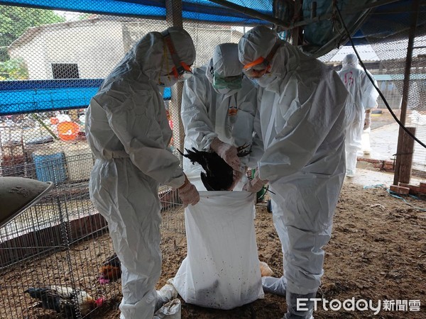 ▲台南市撲殺今年的第2例禽流感案例場雞隻，確診為H5N5亞型禽流感，共撲殺8209隻黑羽土雞。（圖／記者林悅翻攝，下同）