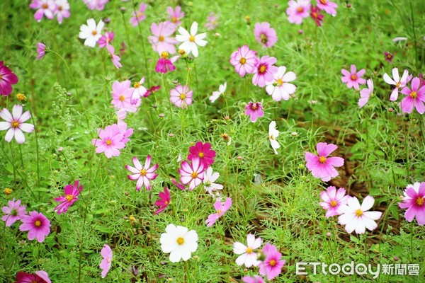 ▲彰化花田綻放。（圖／彰化縣政府提供）