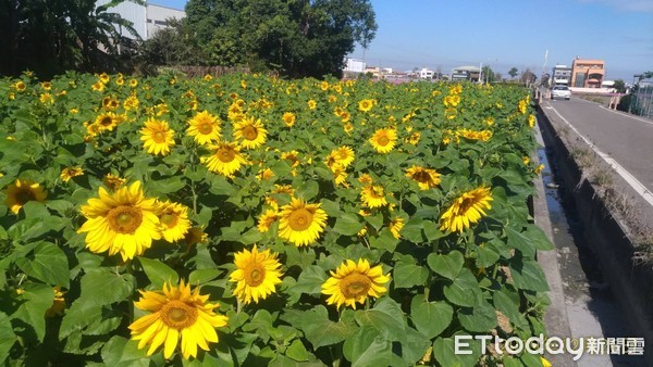 ▲彰化花田綻放。（圖／彰化縣政府提供）