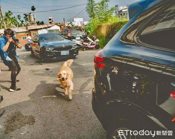 ▲▼ ▲黃金獵犬「露露」撿起馬麻丟下的扇子，並跟在禮車後。（圖／飼主吳良輝授權提供，下同）