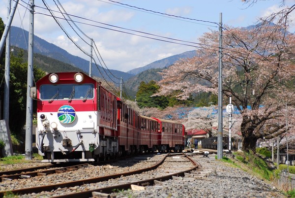 ▲▼ 持阿里山森林鐵路可享大井川鐵路。（圖／林鐵及文資管理處提供）