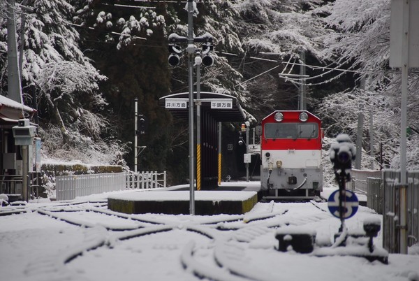 ▲▼ 持阿里山森林鐵路可享大井川鐵路。（圖／林鐵及文資管理處提供）