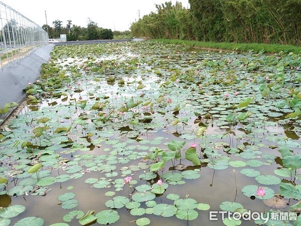 ▲▼蓮花池不僅滯洪，並將荷葉和種植瓜果銷售挹注社區防災發展基金，。（圖／吳進昌提供）