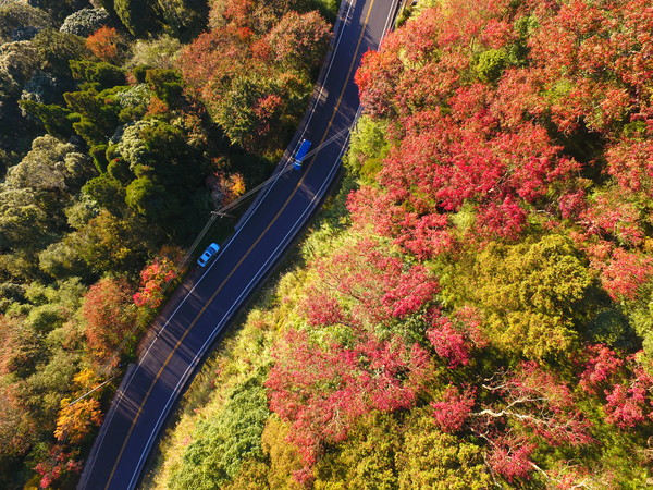 ▲▼ 『阿里山公路景觀營造台18線85k~95k』獲頒2019第七屆台灣景觀大獎～環境設施類「優質獎」。（圖／五工處提供）