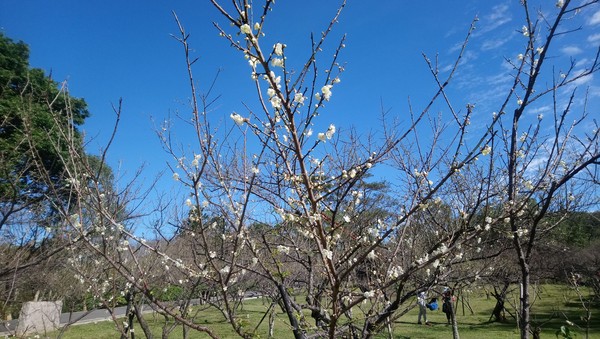 ▲角板山梅花季。（圖／桃園市政府風管處提供）