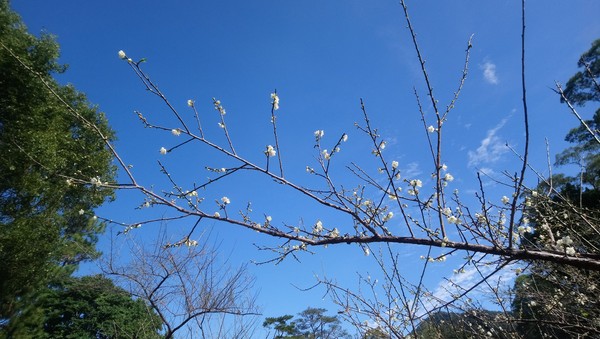 ▲角板山梅花季。（圖／桃園市政府風管處提供）