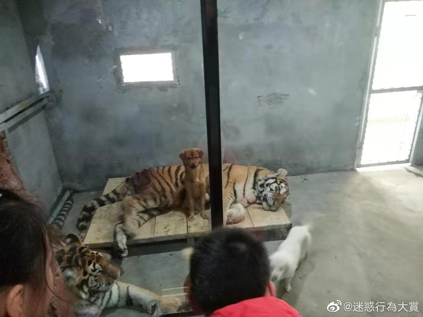 ▲▼動物園將狗和老虎關在一起。（圖／翻攝自微博）
