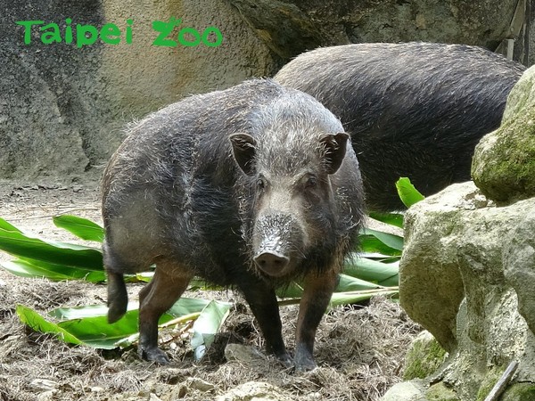 保育員笑談年末趣事，豬姐妹花奪冠。（圖／臺北動物園提供）