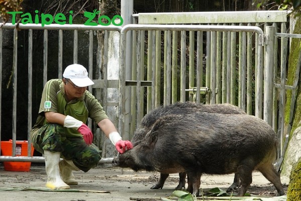 保育員笑談年末趣事，豬姐妹花奪冠。（圖／臺北動物園提供）