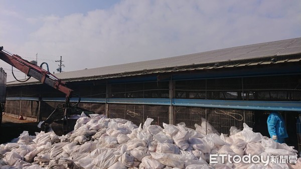 ▲雲林縣2020年第一場禽流感陽性案例，發生於斗南鎮一處紅羽土雞場，今（1）日撲殺量估計達2萬3千餘隻。（圖／記者蔡佩旻翻攝）