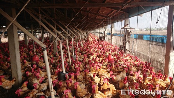 ▲雲林縣2020年第一場禽流感陽性案例，發生於斗南鎮一處紅羽土雞場，今（1）日撲殺量估計達2萬3千餘隻。（圖／記者蔡佩旻翻攝）