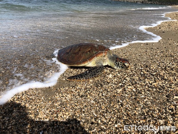 ▲海巡署南部分署第六岸巡隊海口安檢所人員在海口漁港沙灘發現死亡的綠蠵龜，避免日曬先帶回所內            。（圖／記者陳崑福翻攝）