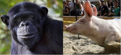 美学者惊世假设:母黑猩猩和公猪「杂交」出人类
