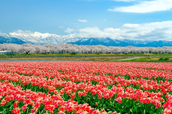 ▲立山黑部巨無霸雪牆4月15日登場！賞春花、玩日本北陸▼             。（圖／七逗旅遊網提供）