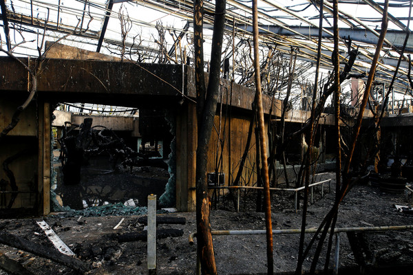 ▲▼ 德國克雷費爾德動物園（Krefeld Zoo）31日跨年夜發生火災。（圖／路透）