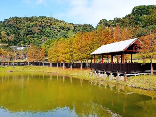 ▲原住民文化主題公園落羽松。（圖／IG@huang_t_s提供，請勿隨意翻拍，以免侵權）