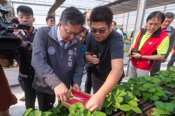 ▲草菓農場溫室智慧栽種首批鮮甜草莓上市。（圖／市府提供）