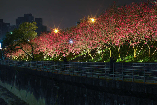 ▲內湖樂活夜櫻季。（圖／翻攝自台北旅遊網）