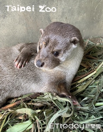 ▲歐亞水獺。（圖／臺北市立動物園提供）