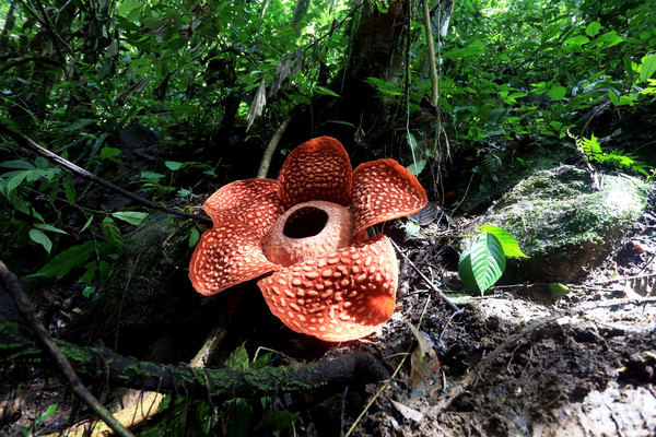 ▲▼印尼西蘇門答臘雨林中發現111公分長的大王花。（圖／達志影像）