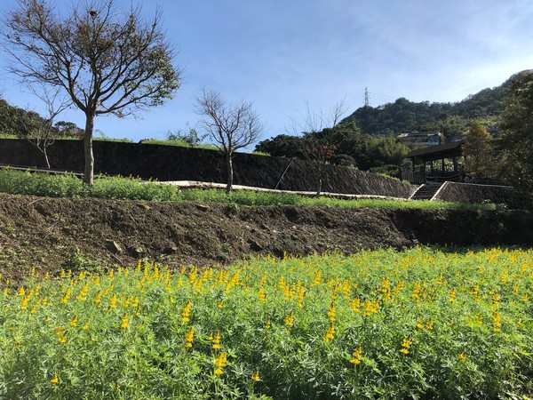 ▲貓空樟樹步道魯冰花開。（圖／大地處提供）