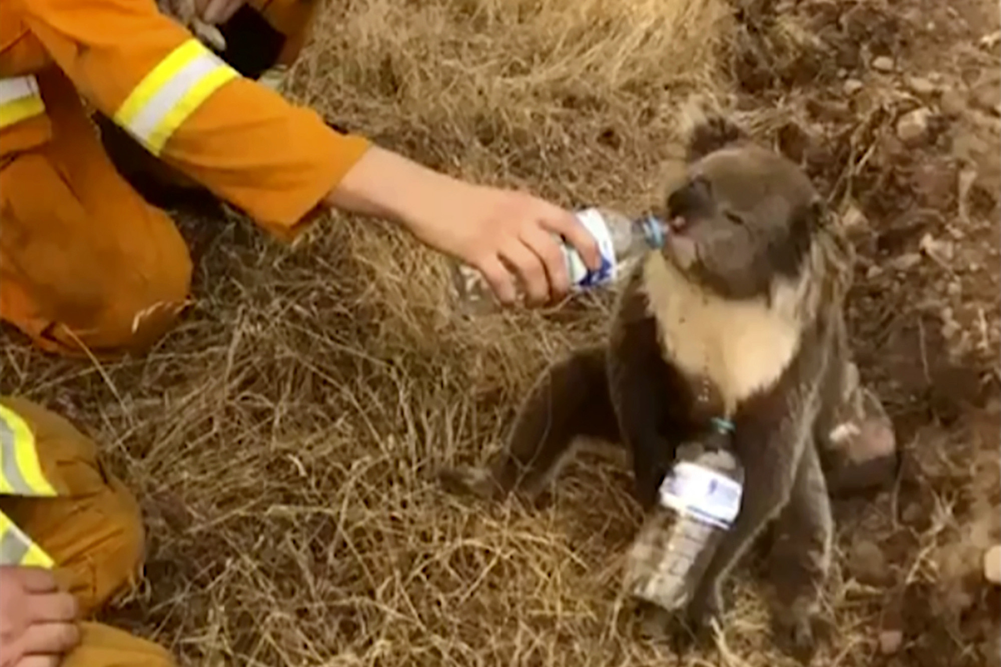 ▲▼一名南澳的消防員餵無尾熊喝水。（圖／達志影像／美聯社）