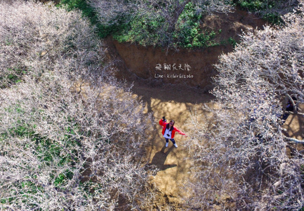 ▲國姓羅家梅園。（圖／攝影師《飛翔在天際》提供，請勿隨意翻拍，以免侵權。）