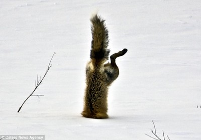 我說小狐狸，你怎麼倒栽蔥在雪裡呢？