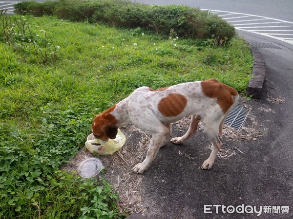 ▲狗狗低頭吃下好心網友的飯。