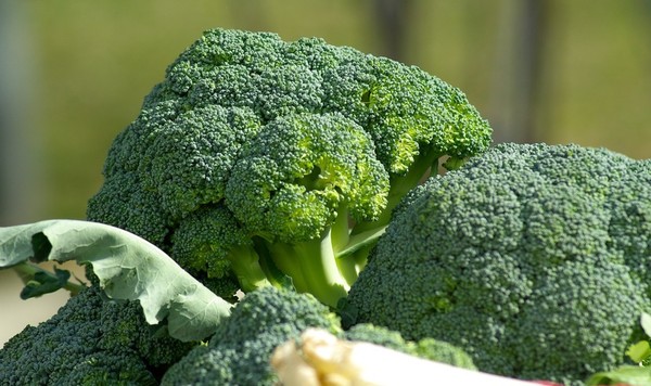 青花菜防癌、抗氧化還可預防心血管疾病　和花椰菜其實不一樣！