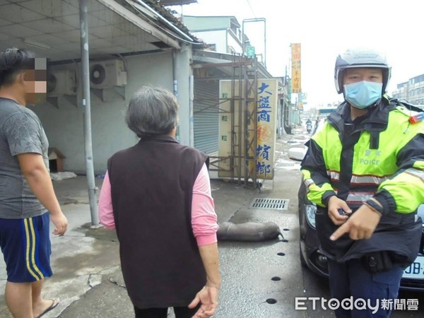 ▲一隻小豬在台一線屏東縣內埔鄉路段逃竄，內埔警民上演抓豬記，順利抓到，確保交通安全        。（圖／記者陳崑福翻攝）